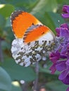 Photography of Anthocharis cardamines theÃÂ orange tip male butterfly